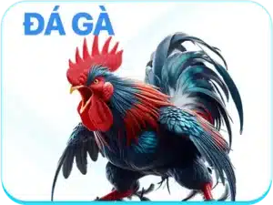 Đá gà bl555